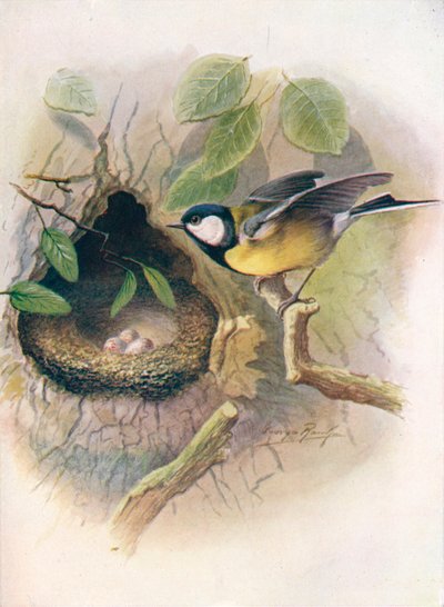 széncinege – Parus major, c1910, 1910 alkotó: George James Rankin