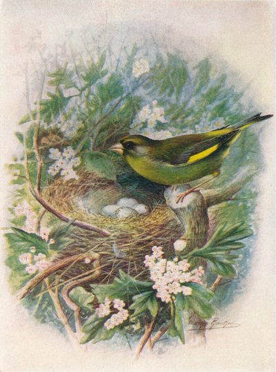 Zöldpinty - Ligurinus chloris, c1910, 1910 alkotó: George James Rankin