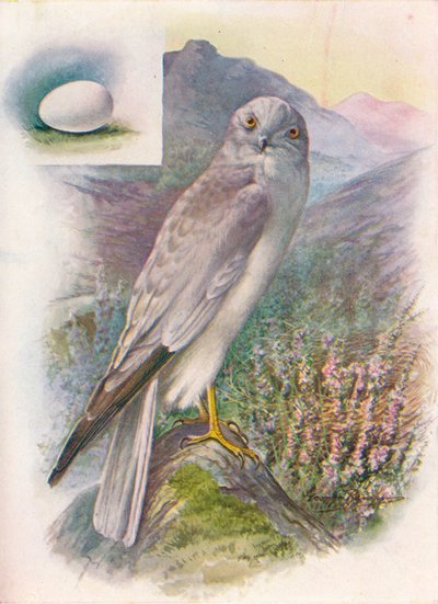Hen-Harrier – Circus cyaneus, c1910, 1910 alkotó: George James Rankin