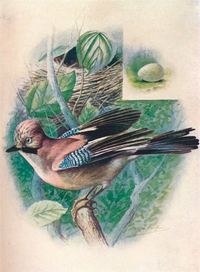 Jay-Garrulus glandarius, c1910, 1910 alkotó: George James Rankin