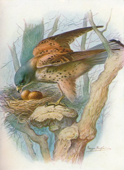 Kestrel - Falco tinnunculus, c1910, 1910 alkotó: George James Rankin
