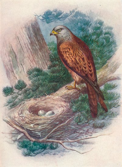 Kánya - Milvus ictinus, c1910, 1910 alkotó: George James Rankin