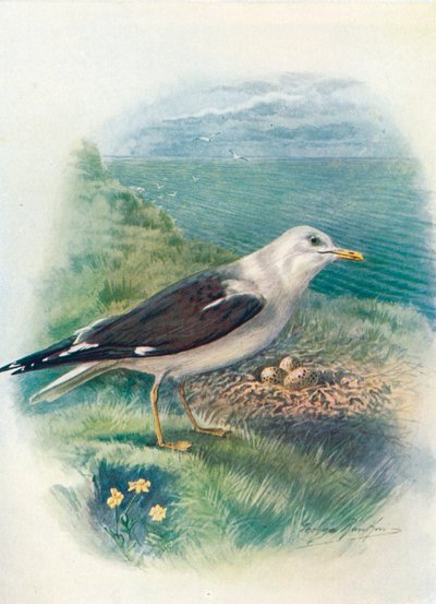 Kis fekete hátú sirály - Larus fuscus, c1910, 1910 alkotó: George James Rankin