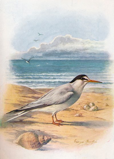 Kis csér – Sterna minuta, c1910, 1910 alkotó: George James Rankin