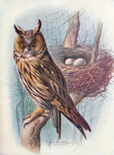 Hosszúfülű bagoly – Asio otus, c1910, 1910 alkotó: George James Rankin