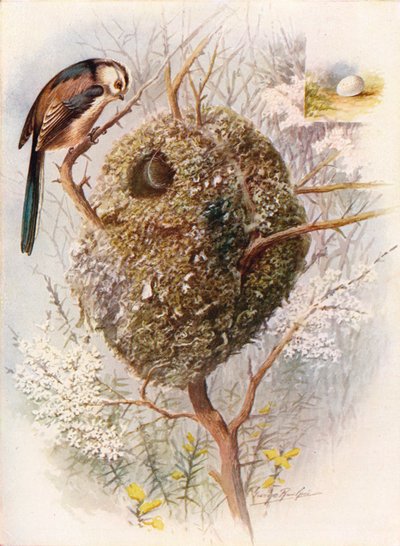 Hosszúfarkú cinege – Acredula caudata, c1910, 1910 alkotó: George James Rankin