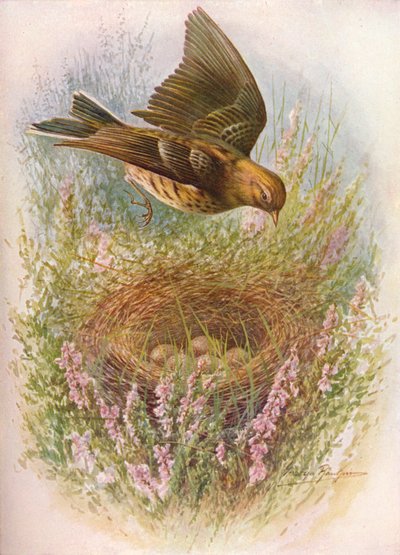 Meadow-Pipit vagy Titlark - Anthus pratensis, c1910, 1910 alkotó: George James Rankin
