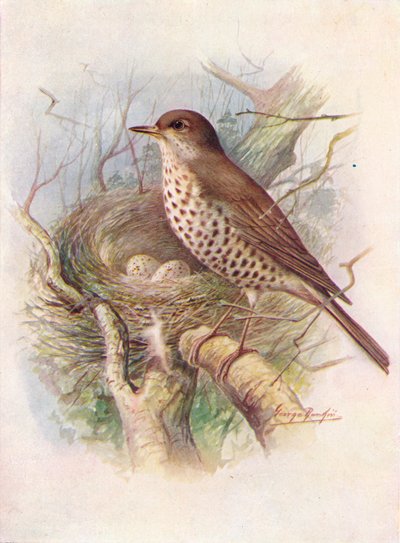 Fagyöngyrigó – Turdus viscivorus, c1910, 1910 alkotó: George James Rankin