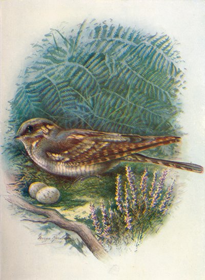 Éjjeli korsó vagy kecskeszívó – Caprimulgus europaeus, c1910, 1910 alkotó: George James Rankin