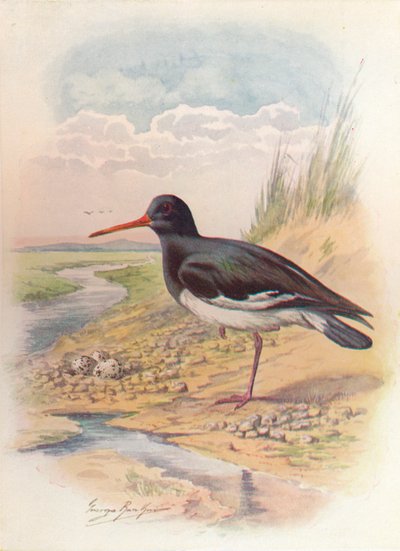 Osztrigafogó – Haematopus ostralegus, c1910, 1910 alkotó: George James Rankin