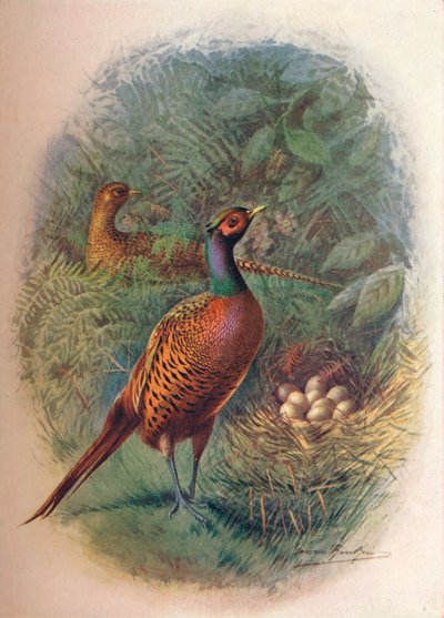 Fácán – Phasianus colchicus, c1910, 1910 alkotó: George James Rankin