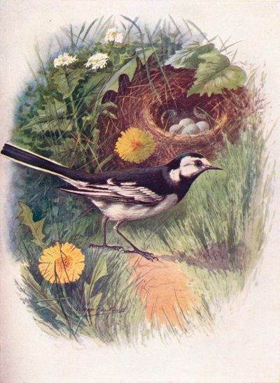 Kötött billegető – Motacilla lugubris, c1910, 1910 alkotó: George James Rankin
