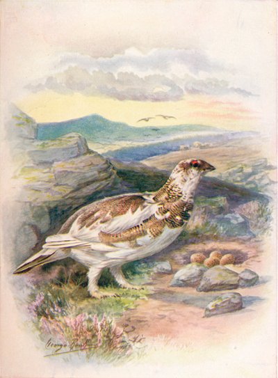 Ptarmigan – Lagopus mutus, c1910, 1910 alkotó: George James Rankin
