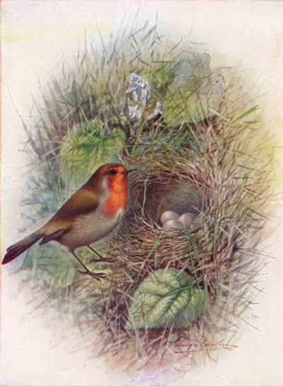 Redbreast vagy Robin – Erithacus rubecula, c1910, 1910 alkotó: George James Rankin