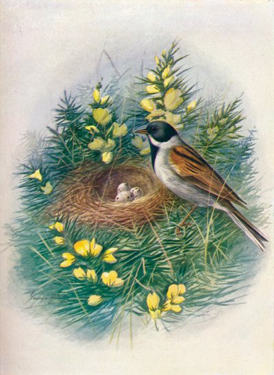 Nádsármány – Embriza schoeniclus, c1910, 1910 alkotó: George James Rankin