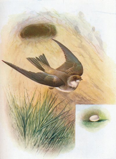 Sand-Martin - Cotile Riparia, 1910, 1910 alkotó: George James Rankin