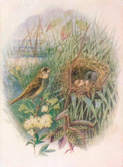 Sás - Acrocephalus phragmitis, c1910, 1910 alkotó: George James Rankin