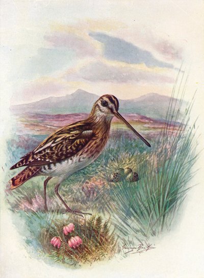 Snipe – Égi Gallinago, c1910, 1910 alkotó: George James Rankin