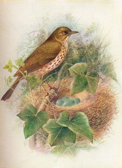 Song-thrush or Mavis – Turdus musicus, c1910, 1910 alkotó: George James Rankin