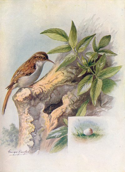 Kúszónövény - Certhia familiaris, c1910, 1910 alkotó: George James Rankin