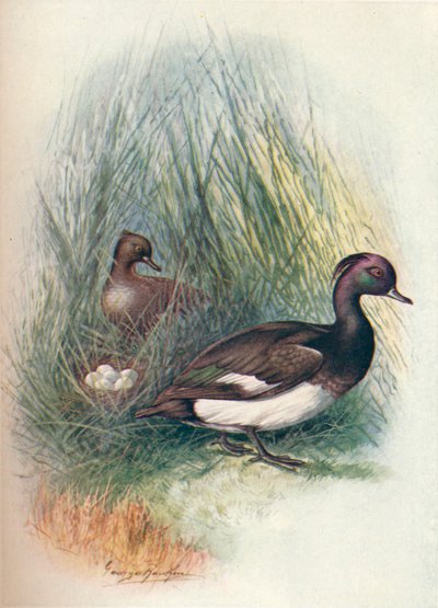 Bojtos kacsa - Fuligula cristata, c1910, 1910 alkotó: George James Rankin