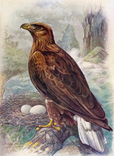 Fehérfarkú vagy tengeri sas – Haliaetus albicilla, c1910, 1910 alkotó: George James Rankin