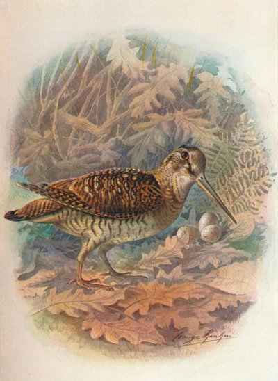 Fakakas – Scolopax rusticula, 1910, 1910 alkotó: George James Rankin