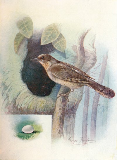 Wryneck – Iynx torquilla, c1910, 1910 alkotó: George James Rankin