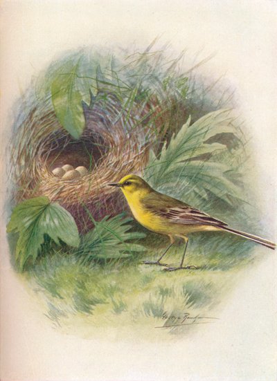 Sárga Wagtail – Motacilla raii, c1910, 1910 alkotó: George James Rankin