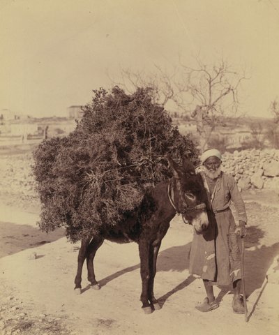 Gyökereket és gallyakat szállító szamár üzemanyagként, Palesztina, 1900 körül (fotó) alkotó: Bartolome Esteban and studio Murillo