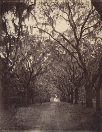 Bonaventure temető, négy mérföldre Savannah-tól alkotó: George N. Barnard