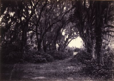 Bonaventure, Savannah, Georgia alkotó: George N. Barnard