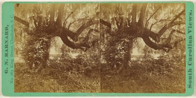 [Élő tölgyek, Magnolia temető] alkotó: George N. Barnard