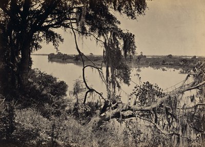 [Savannah folyó, Savannah közelében, Georgia] alkotó: George N. Barnard