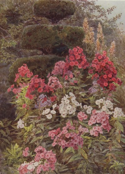 Lángvirág alkotó: George Samuel Elgood