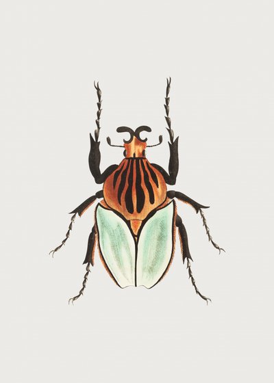 Beetle főnök alkotó: George Shaw