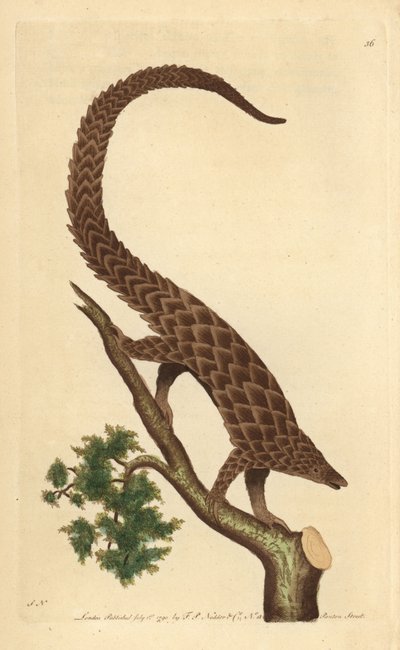 Négyujjú manik, hosszúfarkú pangolin vagy feketehasú pangolin, a Természettudós miszcellájából alkotó: George Shaw