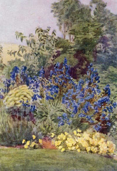 Anchusa Italica Dropmore fajta, a Dropmore Alkanet, Clematis recta és Violas (színes litho) alkotó: George Soper