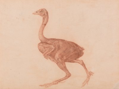 Az emberi test felépítésének összehasonlító anatómiai bemutatása a tigris és a közönséges szárnyas testével: Dorking tyúk, oldalnézet alkotó: George Stubbs