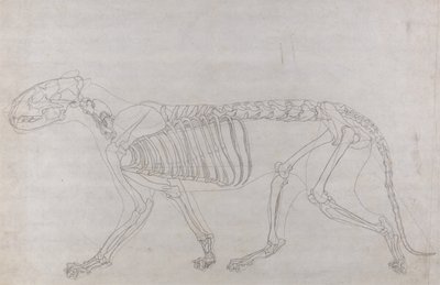 Az emberi test felépítésének összehasonlító anatómiai bemutatása a tigris és a közönséges szárnyas testével: Tigriscsontváz, oldalnézet alkotó: George Stubbs