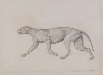 Az emberi test felépítésének összehasonlító anatómiai bemutatása a tigris és a közönséges szárnyas testével:  Leopárd test, oldalnézet alkotó: George Stubbs