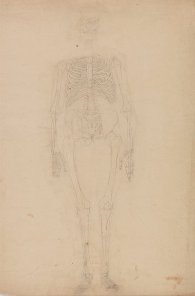 Az emberi test felépítésének összehasonlító anatómiai bemutatása a tigris és a közönséges szárnyas testével: Emberi csontváz, elülső nézet alkotó: George Stubbs