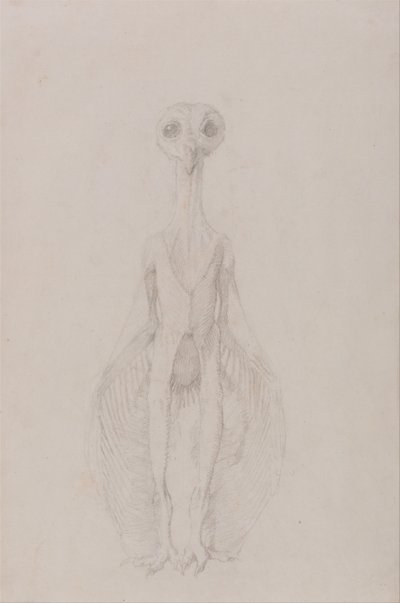 Az emberi test felépítésének összehasonlító anatómiai bemutatása a tigris és a közönséges szárnyas testével: Álló bagoly, elülső nézet alkotó: George Stubbs