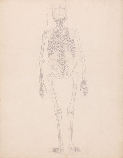 Az emberi test felépítésének összehasonlító anatómiai bemutatása a tigris és a közönséges szárnyas testével: Emberi csontváz, hátsó nézet alkotó: George Stubbs