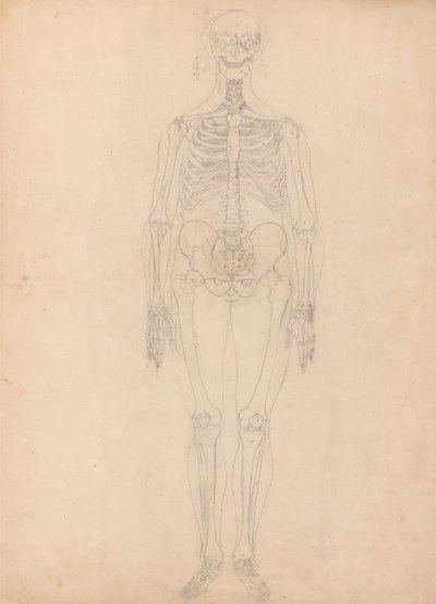 Az emberi test felépítésének összehasonlító anatómiai bemutatása a tigris és a közönséges szárnyas testével: Emberi csontváz, elülső nézet alkotó: George Stubbs