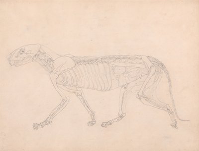Az emberi test felépítésének összehasonlító anatómiai bemutatása a tigris és a közönséges szárnyas testével: Tigris teste, oldalnézet alkotó: George Stubbs