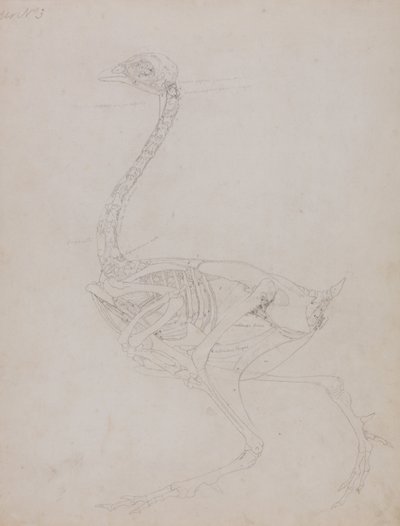 Az emberi test felépítésének összehasonlító anatómiai bemutatása a tigris és a közönséges szárnyas testével:  A szárnyasok teste, oldalnézet alkotó: George Stubbs