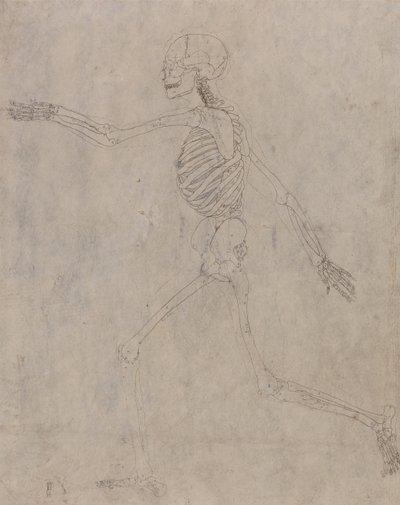 Az emberi test felépítésének összehasonlító anatómiai bemutatása a tigris és a közönséges szárnyas testével: Emberi csontváz, oldalnézet alkotó: George Stubbs
