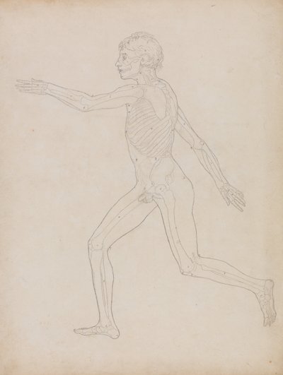 Az emberi test felépítésének összehasonlító anatómiai bemutatása a tigris és a közönséges szárnyas testével: Emberi alak, oldalnézet alkotó: George Stubbs
