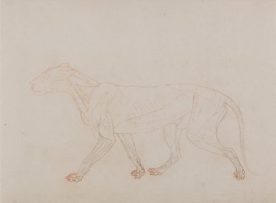 Az emberi test felépítésének összehasonlító anatómiai bemutatása a tigris és a közönséges szárnyas testével: (A boncolás harmadik fázisát mutatja) alkotó: George Stubbs